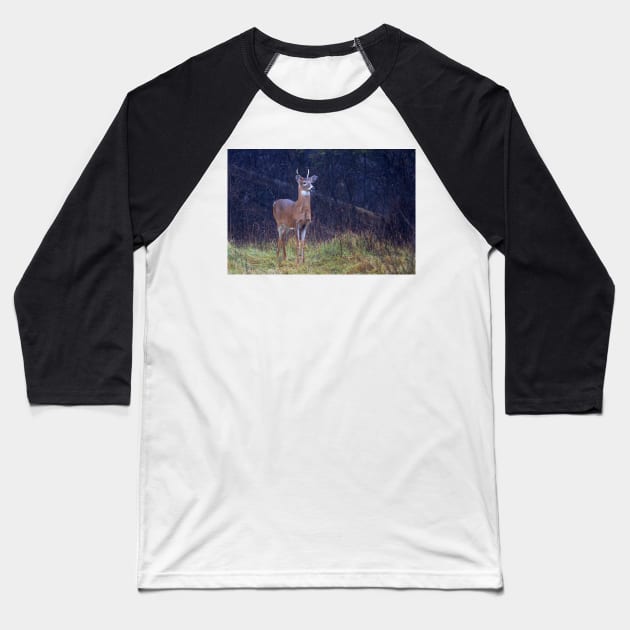 Young Royalty - White-tailed deer Baseball T-Shirt by Jim Cumming